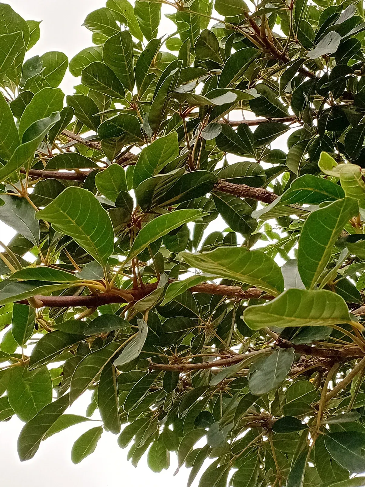Leaves and branches of a Java plum tree